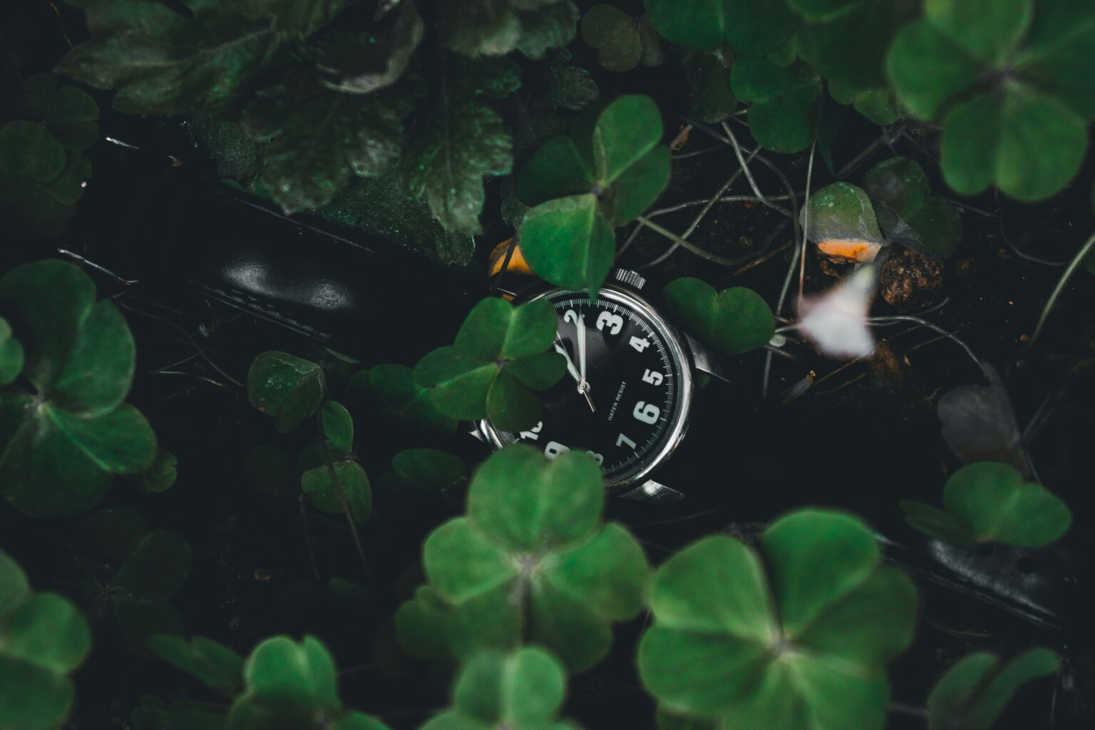 evergreen and fixed date timers